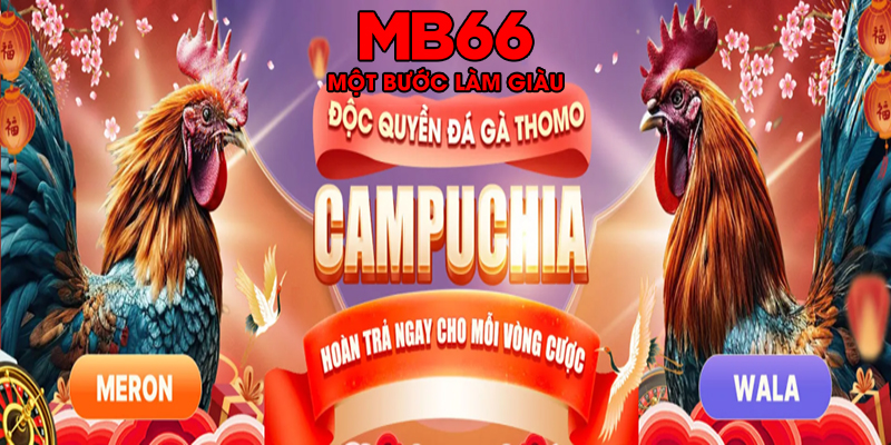 Đá gà MB66 - Thỏa mãn đam mê đá gà, trải nghiệm đẳng cấp!